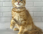Кошки в Дзержинском: Питомник Мейн Кунов FengShui Мальчик, 60 000 руб. - фото 2