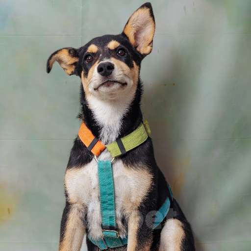 Собаки в Москве: Вива, веселая и активная, ищет дом! Девочка, 100 руб. - фото 2