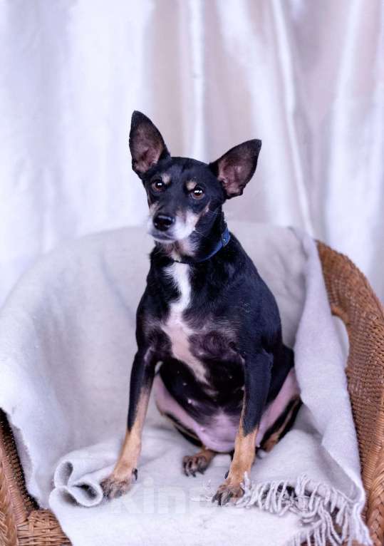 Собаки в Москве: Той терьер метис в дар Девочка, Бесплатно - фото 5