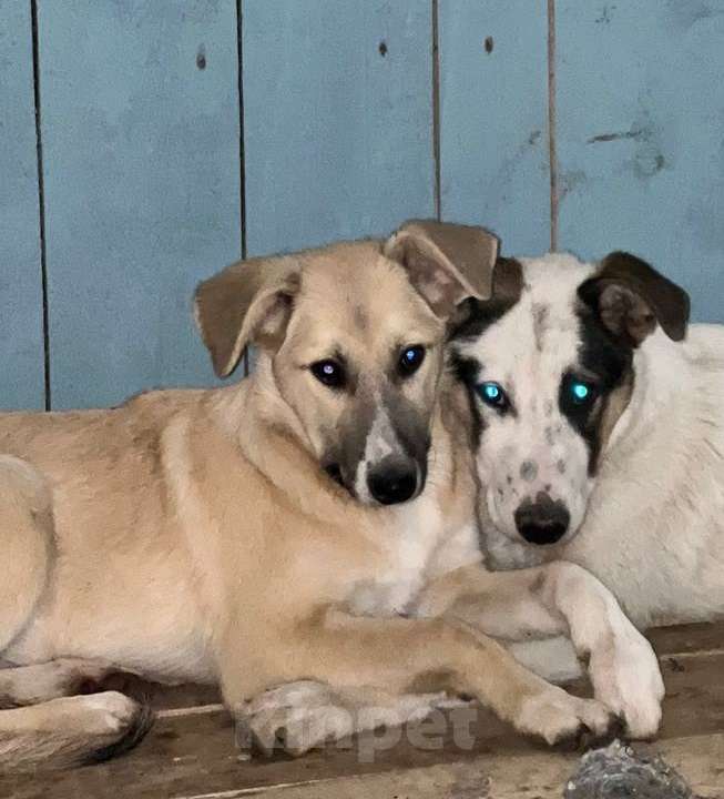 Собаки в Химках: Братики и сестрёнка ждут свою семью Мальчик, Бесплатно - фото 1