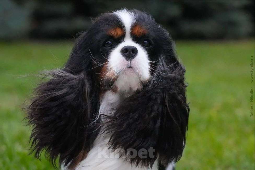 Собаки в Иваново: Кавалер Кинг Чарльз спаниель Мальчик, Бесплатно - фото 4