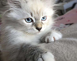 Кошки в Сергиеве Посаде: котенок Невский Мальчик, Бесплатно - фото 1