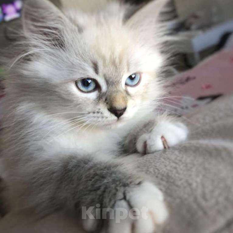 Кошки в Сергиеве Посаде: котенок Невский Мальчик, Бесплатно - фото 1