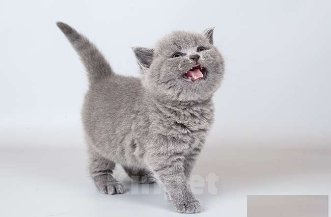 Кошки в Москве: Голубые плюшевые британские котята Девочка, Бесплатно - фото 1