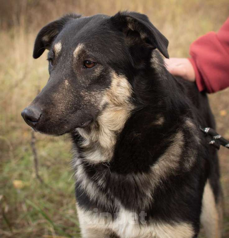 Собаки в Раменском: Хорошей девочке -хорошие руки Девочка, Бесплатно - фото 2