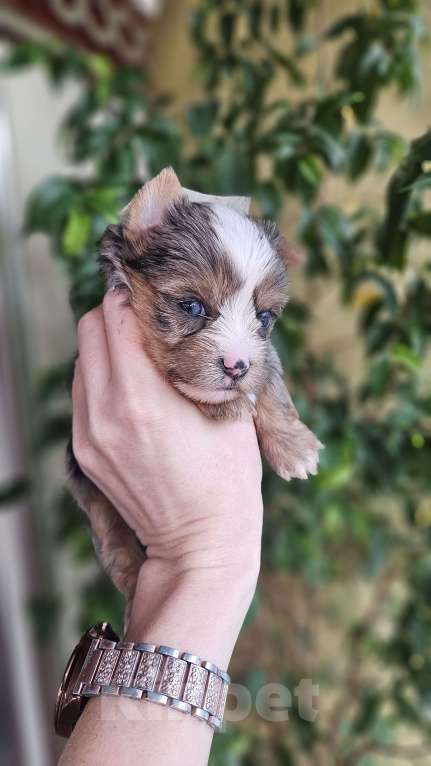 Собаки в Москве: Блю мерле йорк с голубыми глазами Мальчик, 120 000 руб. - фото 8