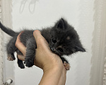 Кошки в Дербенте: Котенок в добрые руки Девочка, Бесплатно - фото 3