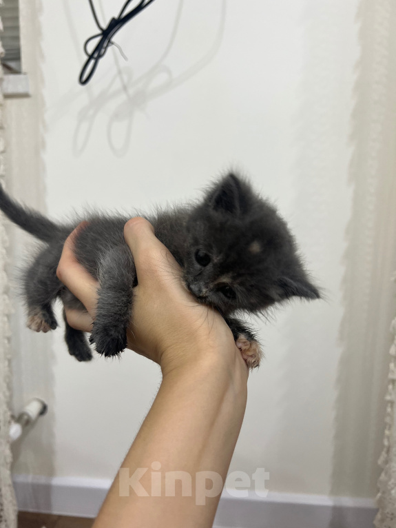 Кошки в Дербенте: Котенок в добрые руки Девочка, Бесплатно - фото 3