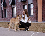 Собаки в Москве: Рыжуля в добрые руки! Девочка, Бесплатно - фото 7