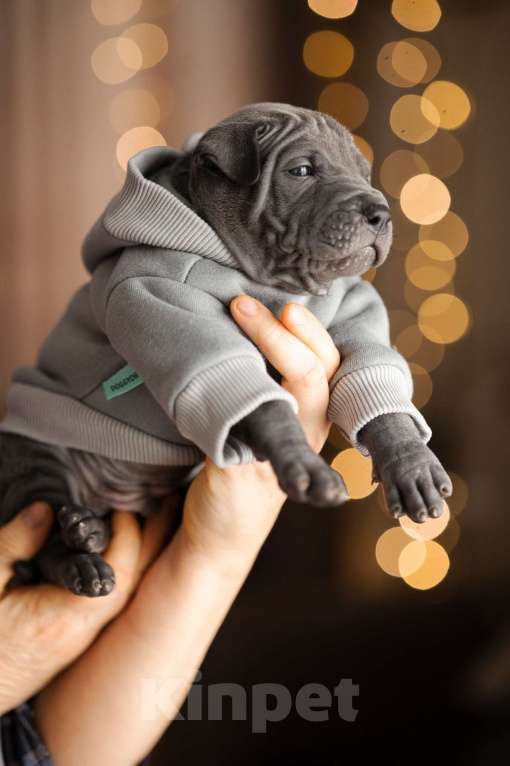 Собаки в Санкт-Петербурге: Тайский риджбек. Щенок Мальчик, 140 000 руб. - фото 3