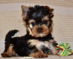 Собаки в Иркутске: Щенки йоркширского терьера Мальчик, 75 000 руб. - фото 2