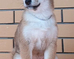 Собаки в других городах Московской области: Две красотки сибы Девочка, Бесплатно - фото 1