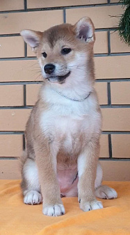 Две красотки сибы