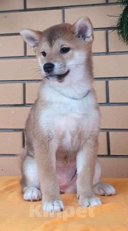 Собаки в других городах Московской области: Две красотки сибы Девочка, Бесплатно - фото 1