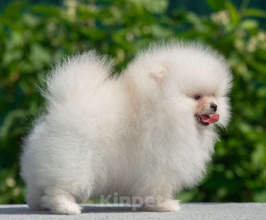 Собаки в Санкт-Петербурге: Марлекс Солар Кинг  Мальчик, 100 000 руб. - фото 8