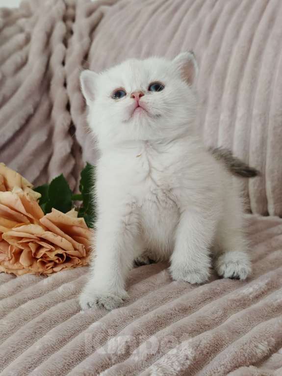 Кошки в Москве: Породистые шотландские котята Девочка, 80 000 руб. - фото 6