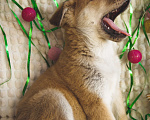 Собаки в Балашихе: Щенки в добрые руки Мальчик, 100 руб. - фото 4