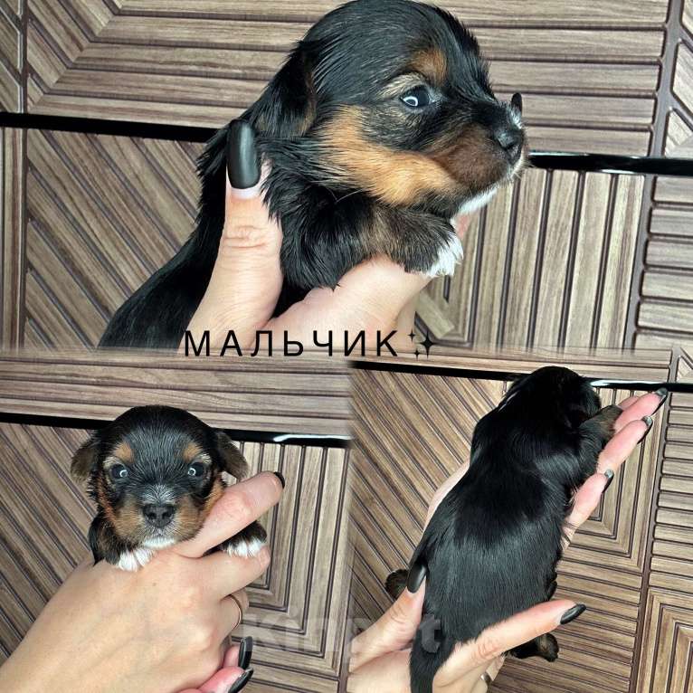 Собаки в Сарове: Щенки Мальчик, 50 000 руб. - фото 3