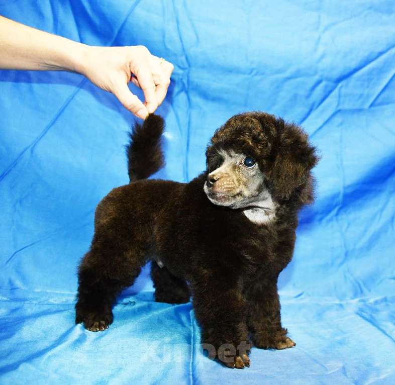 Собаки в Долгопрудном: Щенок пуделя миниатюрный серебристый Джентли Борн Рикки  Мальчик, 75 000 руб. - фото 6