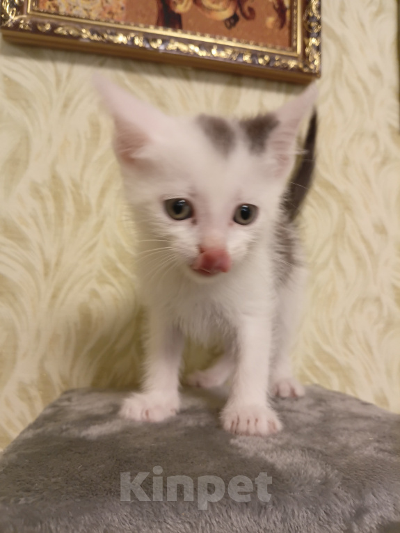 Кошки в других городах Московской области: Малыш ждет Вас 💔 Мальчик, Бесплатно - фото 4