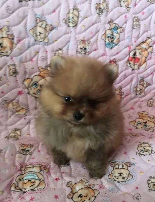 Собаки в Самаре: Щенки шпица мини Девочка, Бесплатно - фото 5