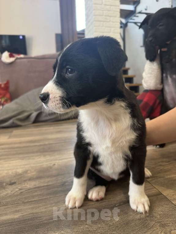 Собаки в других городах Московской области: Кити Девочка, Бесплатно - фото 4