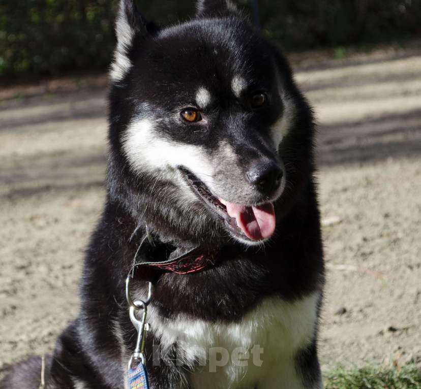 Собаки в Екатеринбурге: Щенки сибирской хаски РКФ Девочка, 45 000 руб. - фото 6
