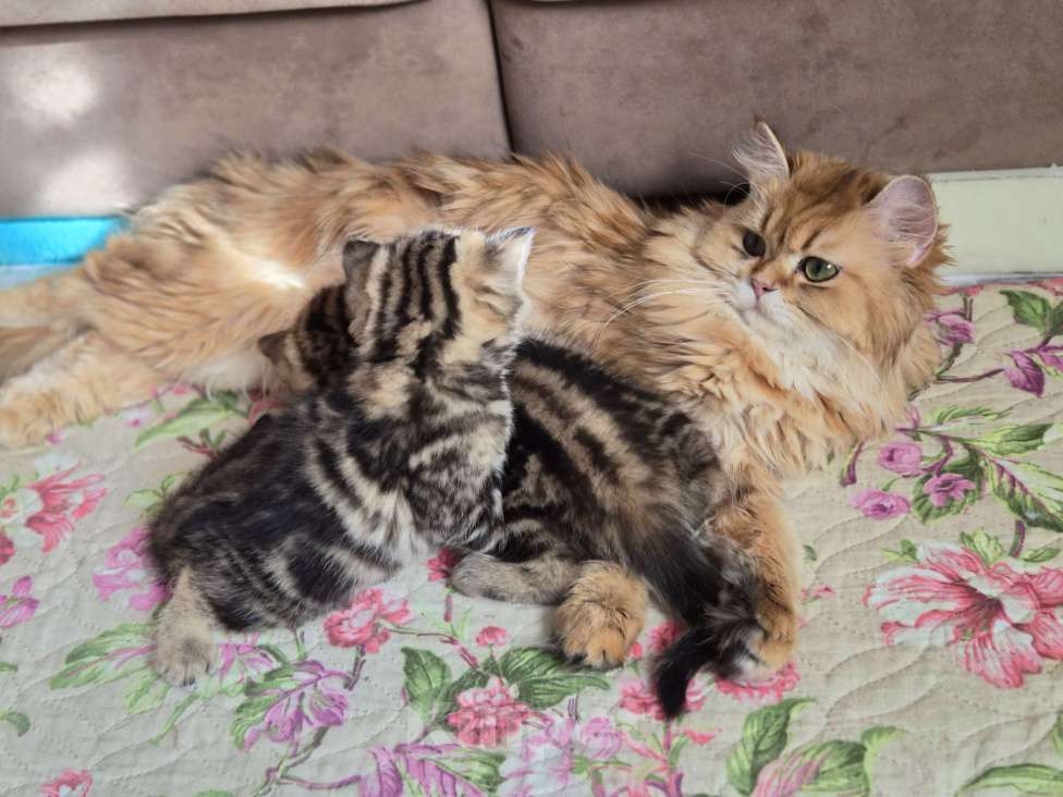 Кошки в Химках: Шотландские прямоухие котята Разнополые, 15 000 руб. - фото 10