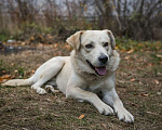 Собаки в Москве: Ищет дом Лорд, 2 года, бывшедомашний. Мальчик, 10 руб. - фото 2