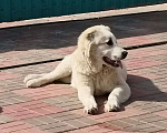 Собаки в Бору: Щенок среднеазиатской овчарки Девочка, 30 000 руб. - фото 4