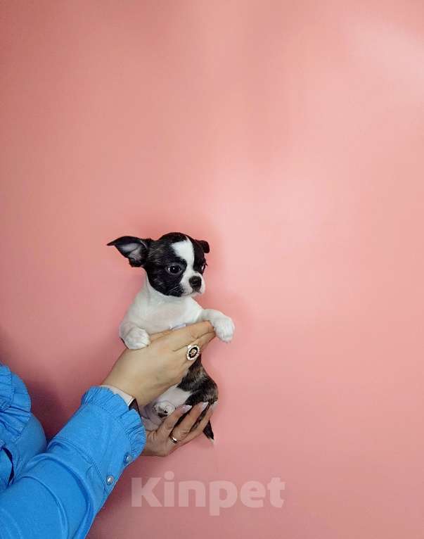 Собаки в Москве: Девочка Кобби тип Девочка, 25 000 руб. - фото 5