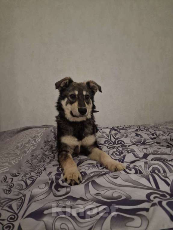 Собаки в Лосином-Петровском: Даная якутенок в добрые руки Девочка, Бесплатно - фото 6