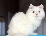 Кошки в Новосибирске: Нежное облако серебра Мальчик, 50 000 руб. - фото 3