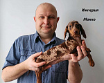Собаки в Москве: Шоколадно Мраморные Стандартные Таксы Мальчик, 50 000 руб. - фото 4
