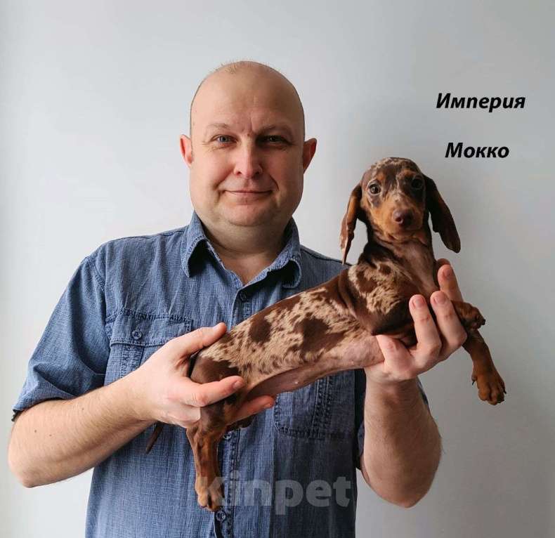 Собаки в Москве: Шоколадно Мраморные Стандартные Таксы Мальчик, 50 000 руб. - фото 4