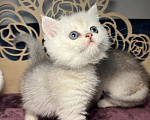 Кошки в Красногорске: Шотландский котенок, открыто бронирование Мальчик, Бесплатно - фото 3