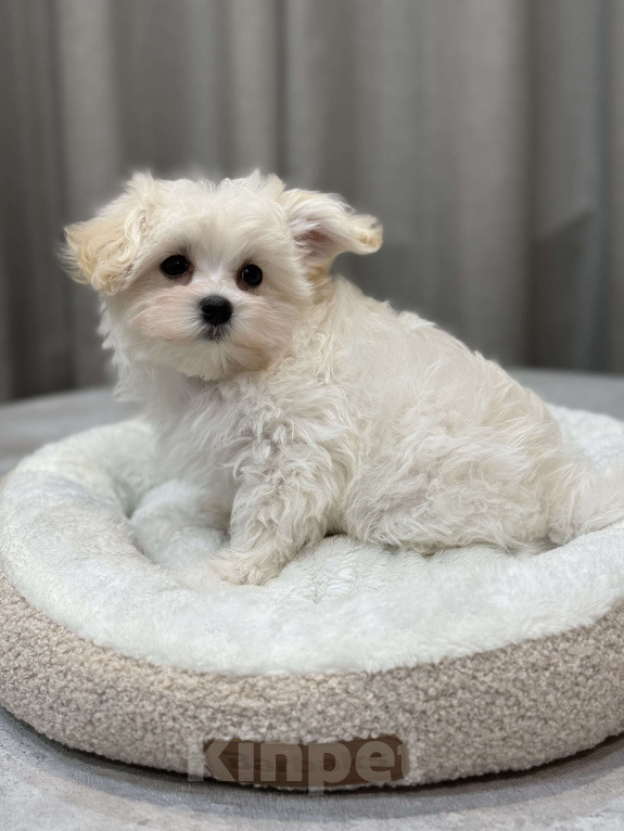 Собаки в Москве: Мальтипу, мальчик Мальчик, Бесплатно - фото 5