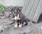 Собаки в Бобровом: Сестричка Девочка, Бесплатно - фото 1