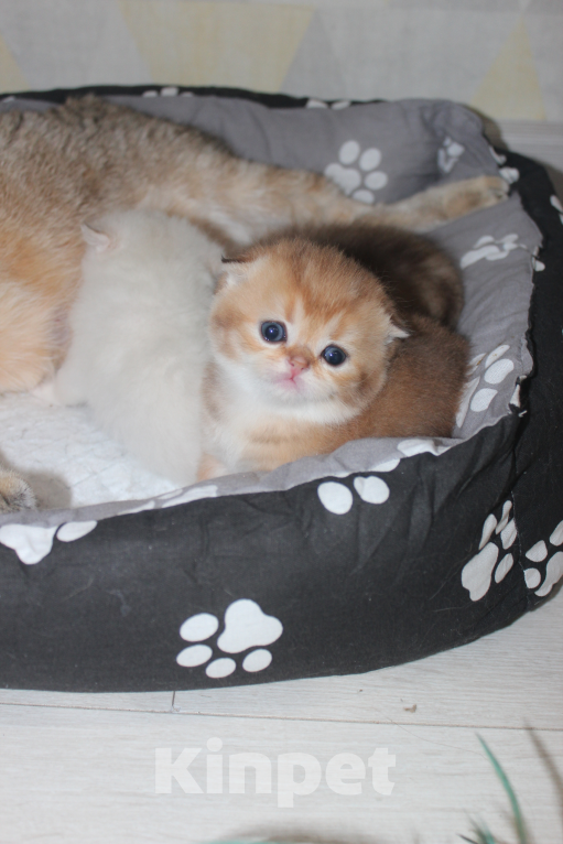 Кошки в Казани: Кошечка Мальчик, 45 000 руб. - фото 1