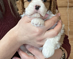 Собаки в Челябинске: Кавалер Кинг Чарльз Спаниель ль Мальчик, 80 000 руб. - фото 2