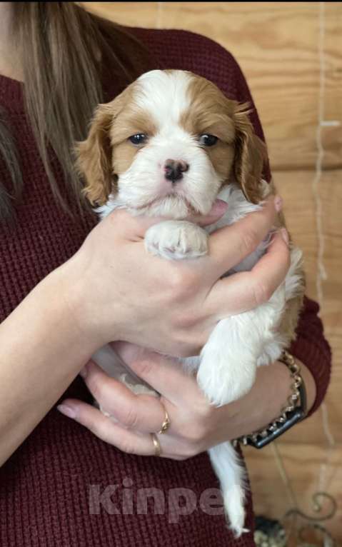 Собаки в Челябинске: Кавалер Кинг Чарльз Спаниель ль Мальчик, 80 000 руб. - фото 2