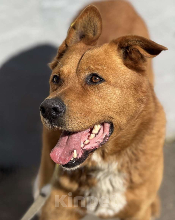 Собаки в Пушкино: Рыжий ищет дом Мальчик, Бесплатно - фото 4