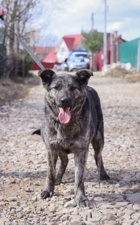 Собаки в Москве: Бэтти нужен дом  Девочка, Бесплатно - фото 2