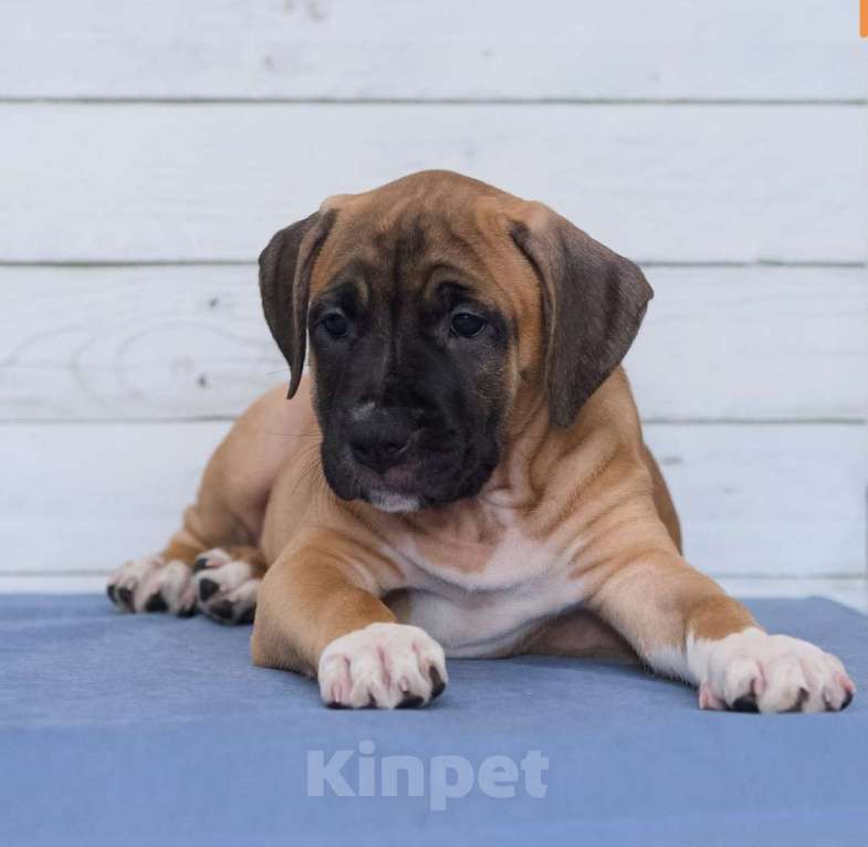 Собаки в Санкт-Петербурге: Ярко рыжая девочка амстаффа Девочка, 1 руб. - фото 5
