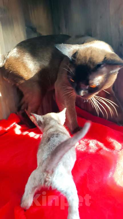 Кошки в Ростове-на-Дону: Котята европейской Бурмы  Мальчик, 80 000 руб. - фото 5