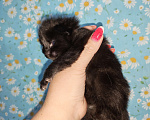Кошки в Перми: Котята мейн-кун Девочка, 45 000 руб. - фото 3