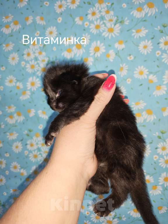 Кошки в Перми: Котята мейн-кун Девочка, 45 000 руб. - фото 3