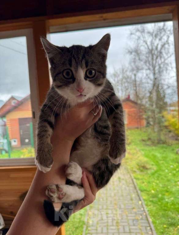 Кошки в Москве: Ищет любящую семью очаровательный котенок‼ Мальчик, Бесплатно - фото 3