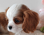 Собаки в других городах Московской области: Кавалер Кинг Чарльз спаниель, мальчик Мальчик, 70 000 руб. - фото 3