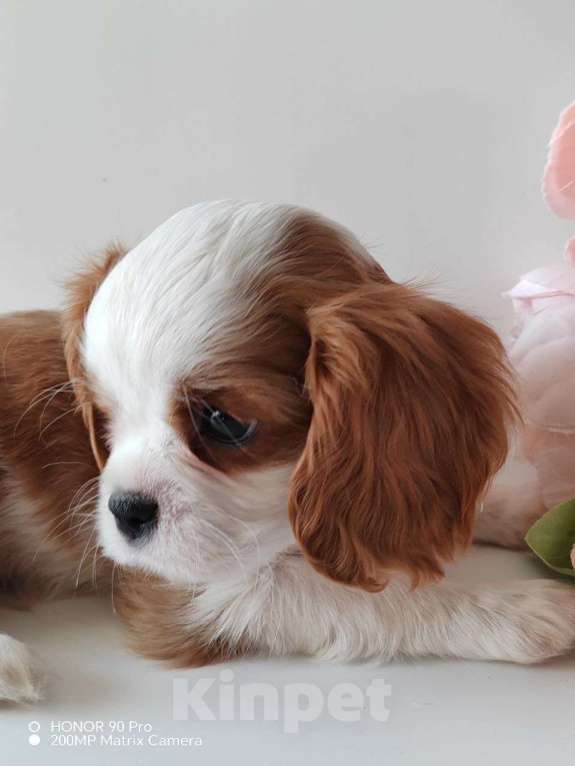 Собаки в других городах Московской области: Кавалер Кинг Чарльз спаниель, мальчик Мальчик, 70 000 руб. - фото 3